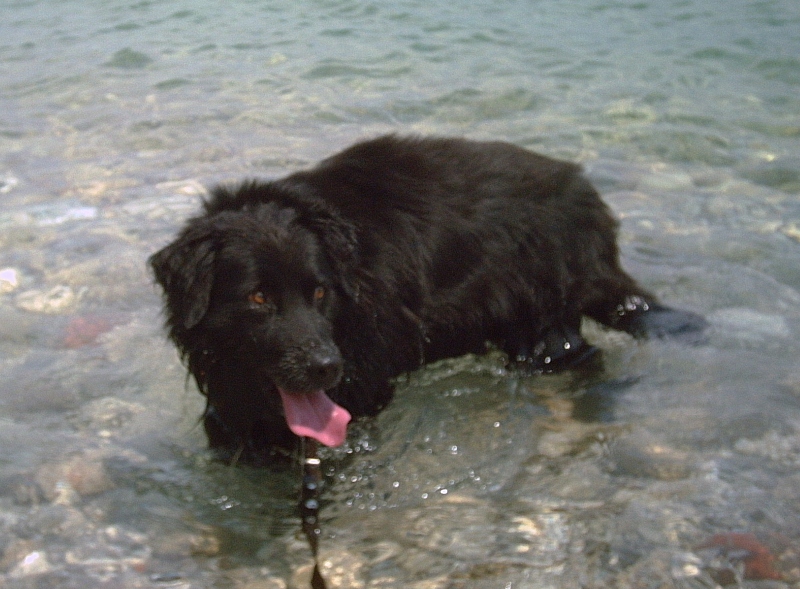 Hund Mäxle: 12 Jahre, Rüde, freundlich, schwarz mit goldbraunen Augen, wuscheliges Fell, schlank, lange Beine, mittellange Knickohren, lange, leicht gebogene Rute,